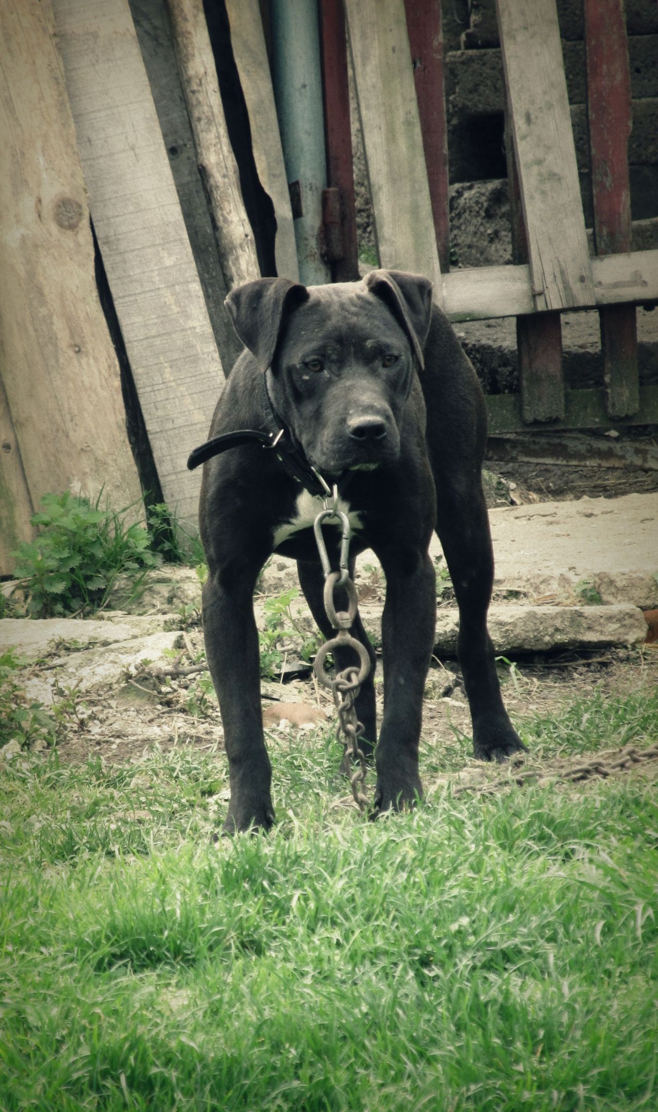 eli pedigree